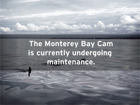 Monterey Bay Aquarium Webcam