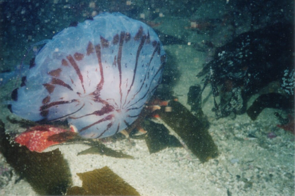 Purple Jelly