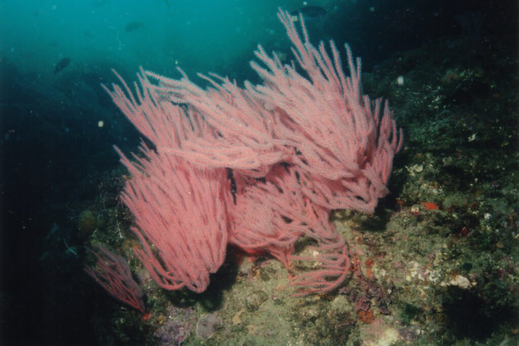 Red Gorgonian