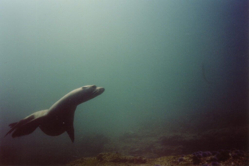 California Sea Lion