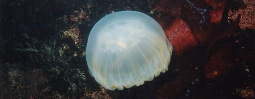 Moon Jelly