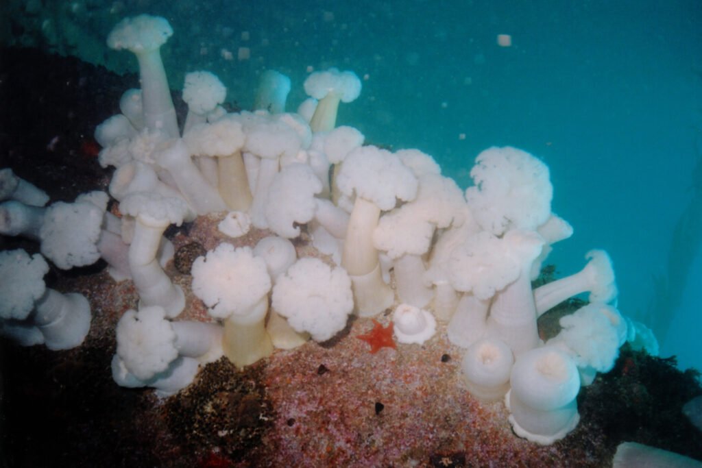 Giant Metridium Anemone