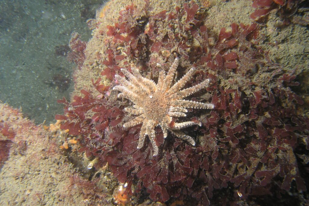 Sunflower Star