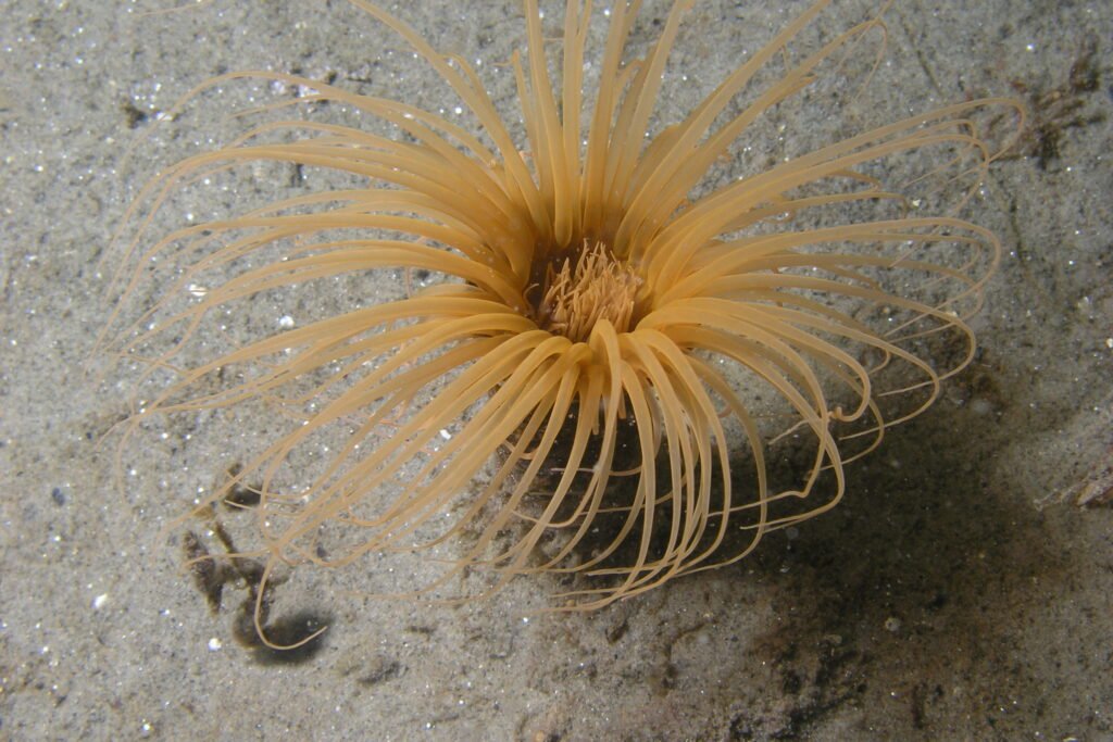 Tube-dwelling anemone