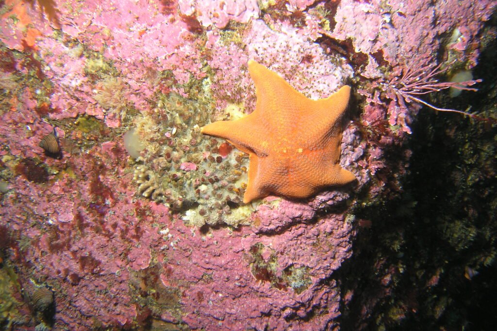 Bat Star - Monterey Scuba Board