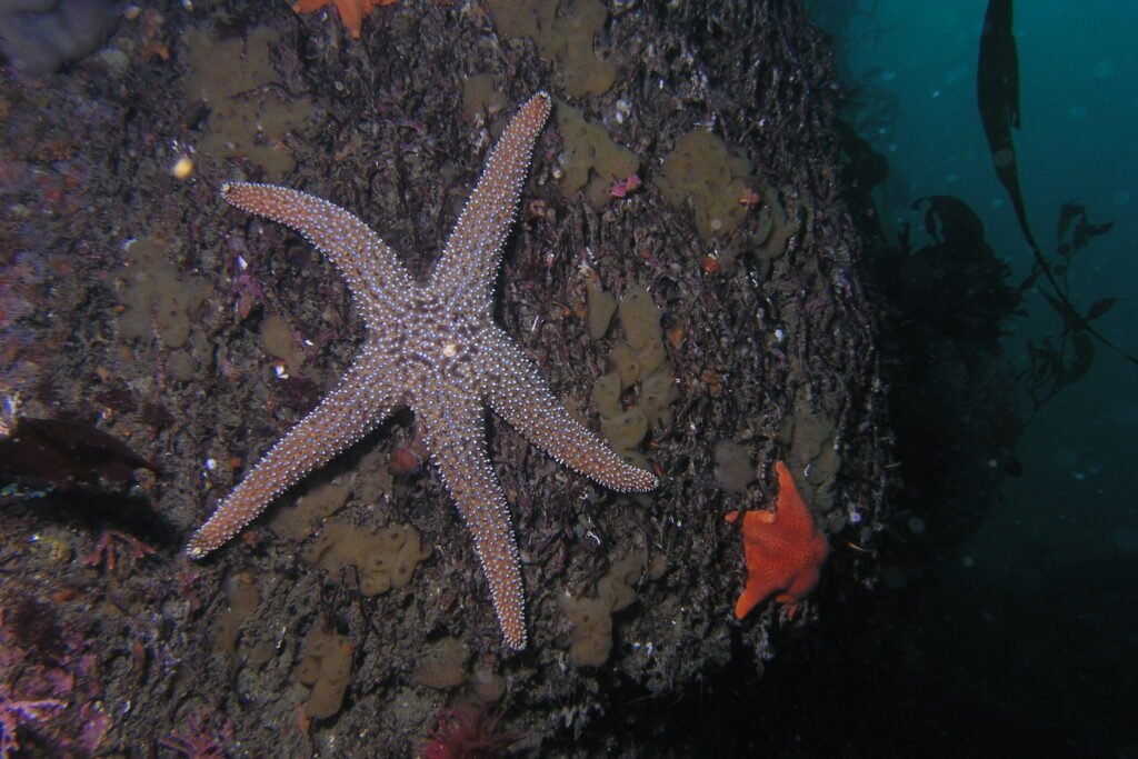 Giant Spined Star