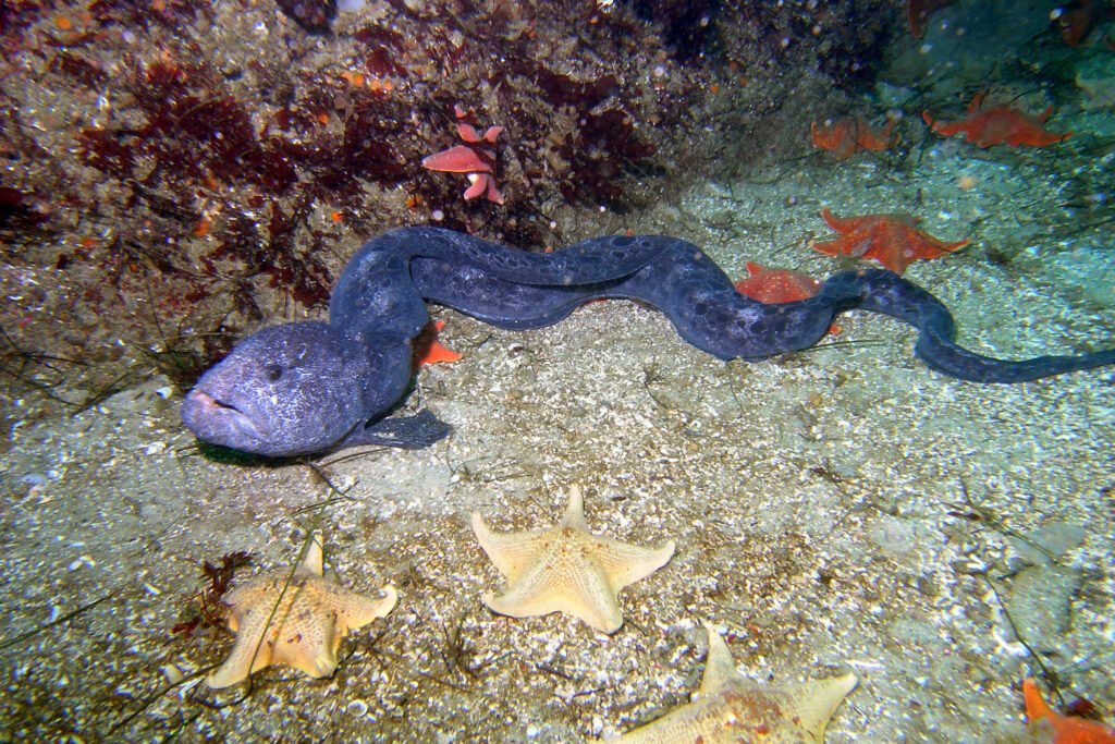 Wolf Eel