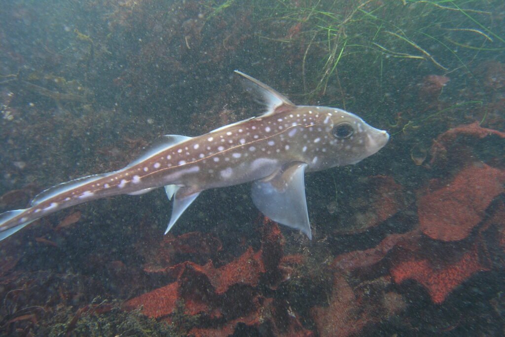 Spotted Ratfish