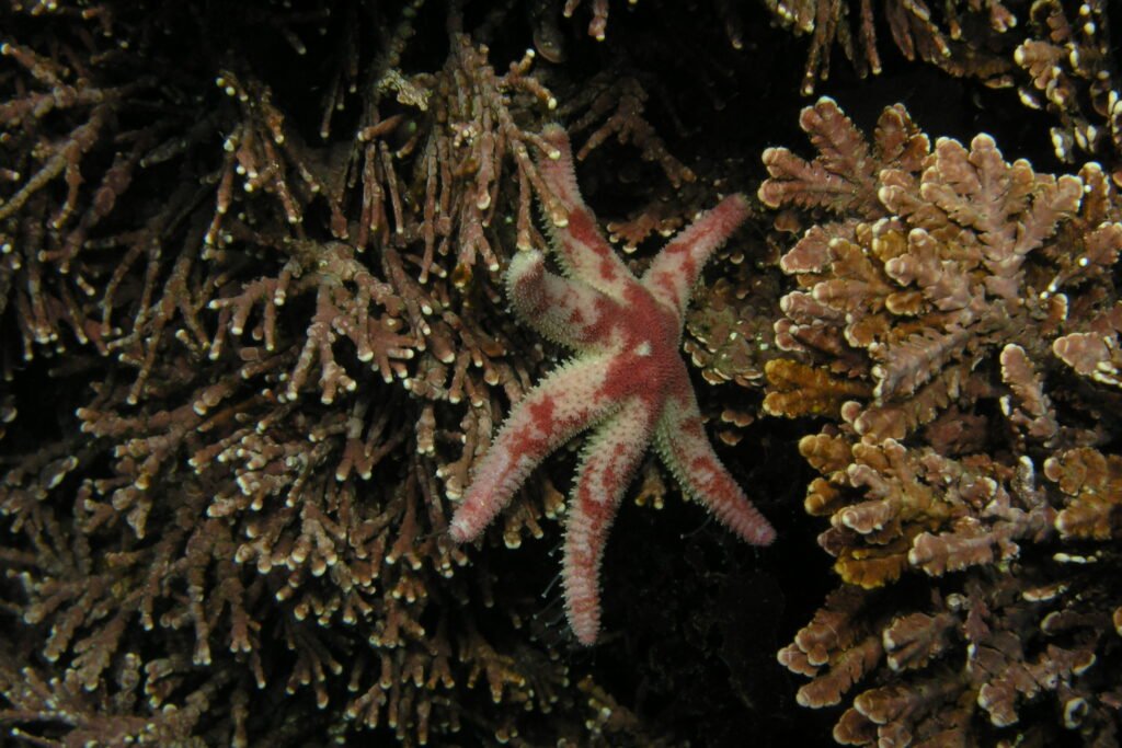 Six-Arm Sea Star