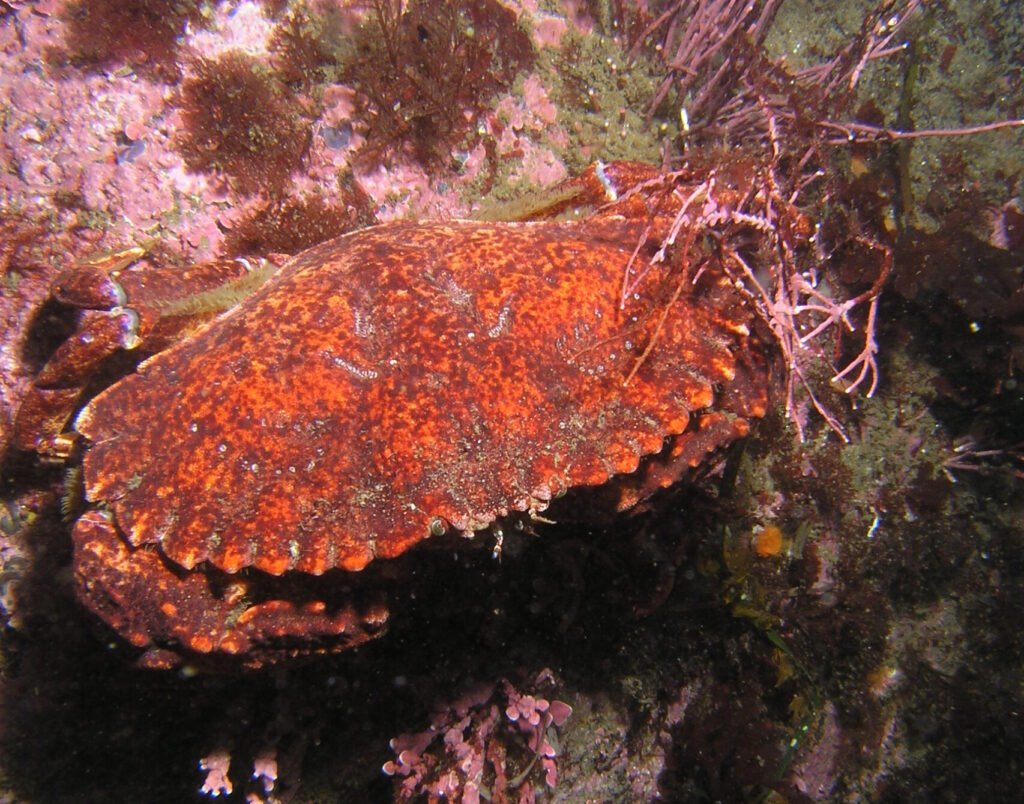 Red Rock Crab