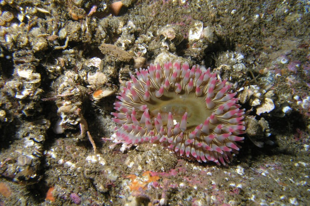 Sand Rose Anemone