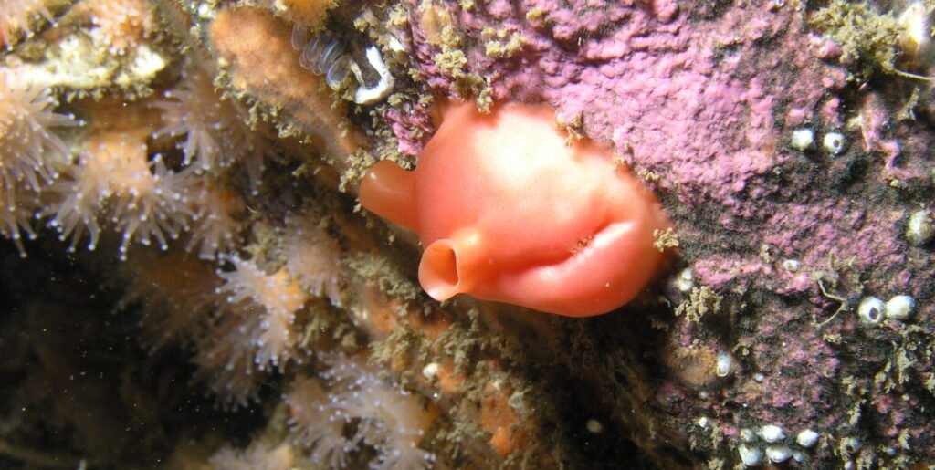 Orange Sea Squirt