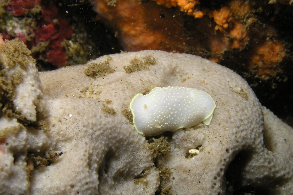 Yellow-edged Cadlina