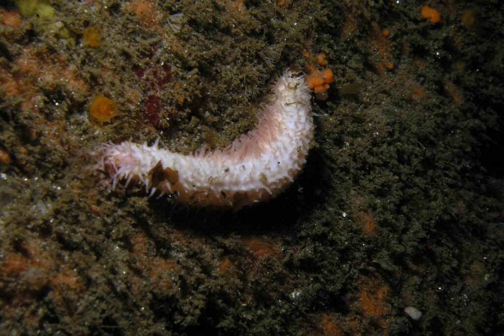 Peppered sea cucumber