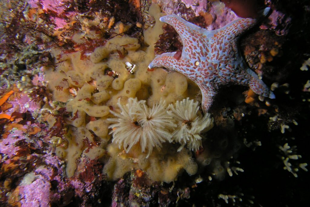 Feather Duster Worm