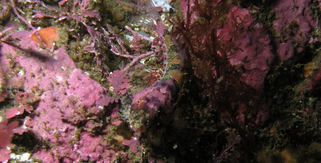 Coralline Sculpin