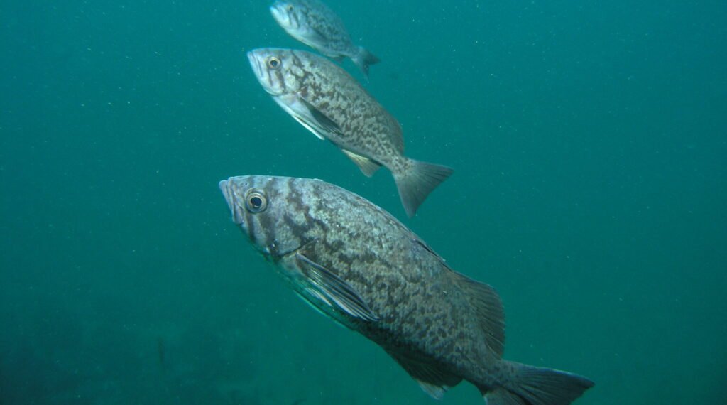 Blue Rockfish - Monterey Scuba Board