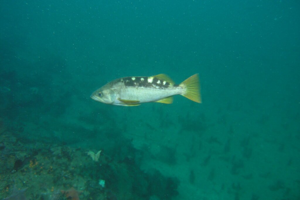 Olive Rockfish