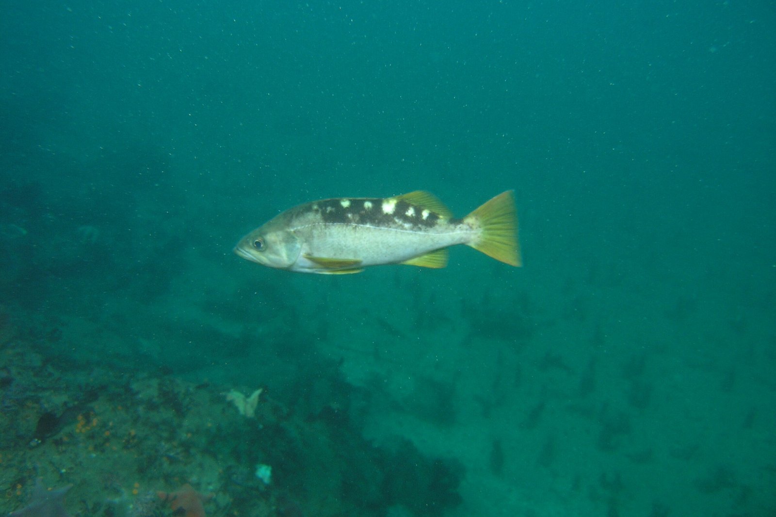 Olive Rockfish - Monterey Scuba Board