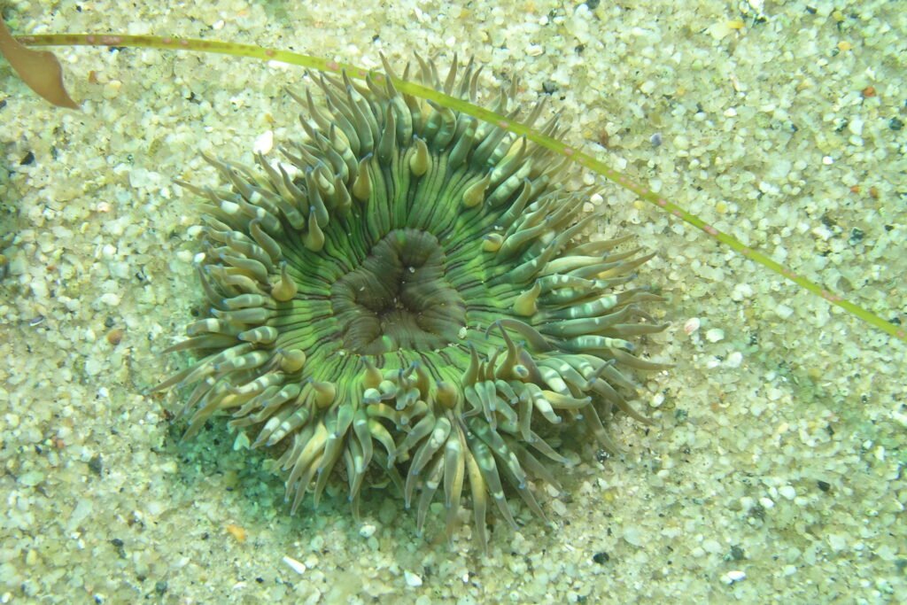 Sunburst Anemone