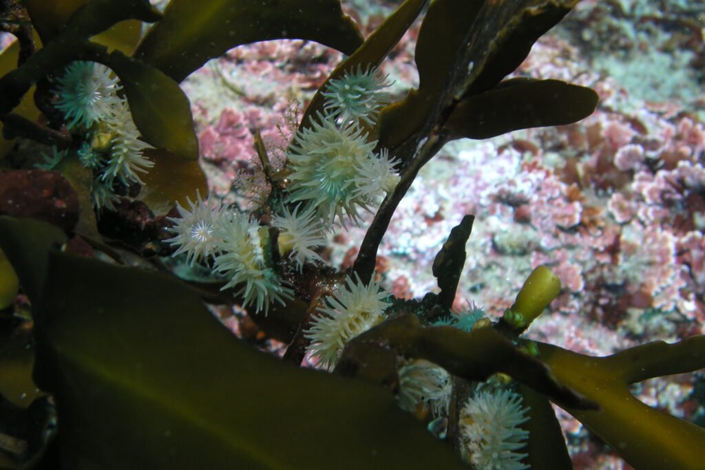 Proliferating Anemone