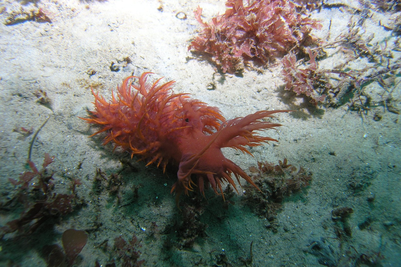 Rainbow Nudibranch - Monterey Scuba Board