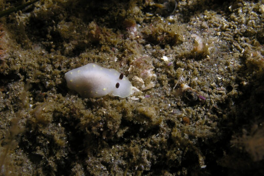 Yellow Spotted Cadlina