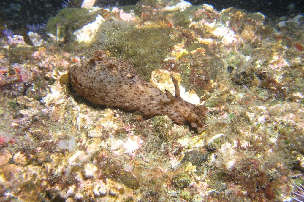 California Sea Hare