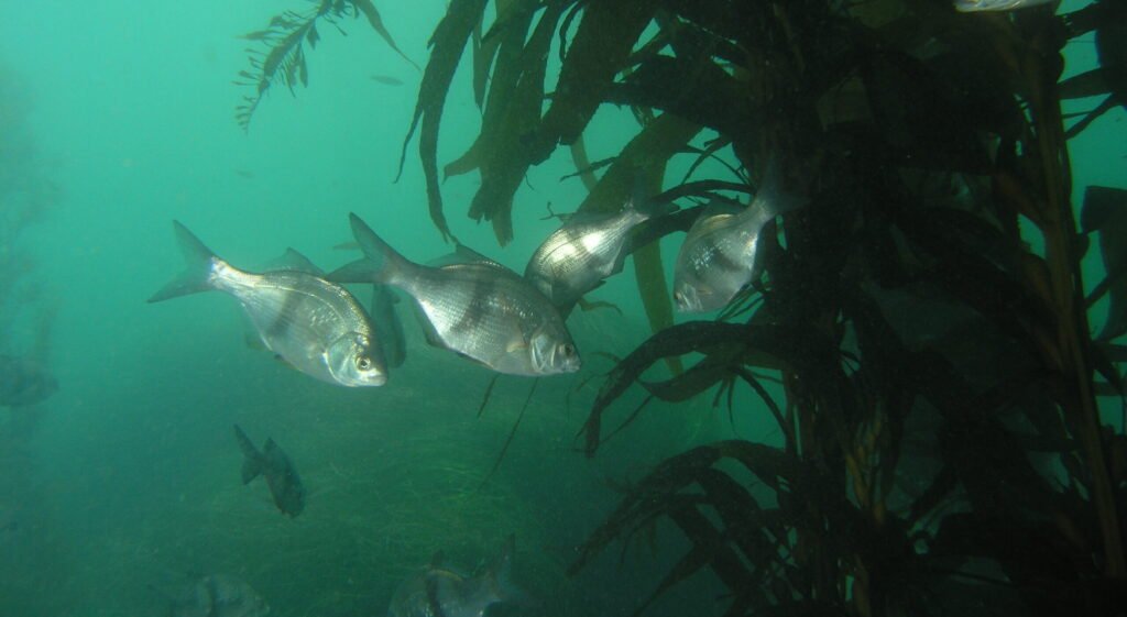 Pile Surfperch