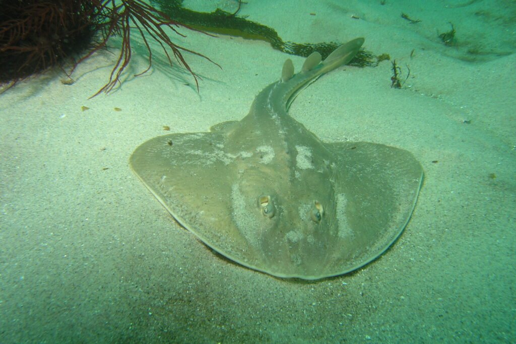 Thornback Ray