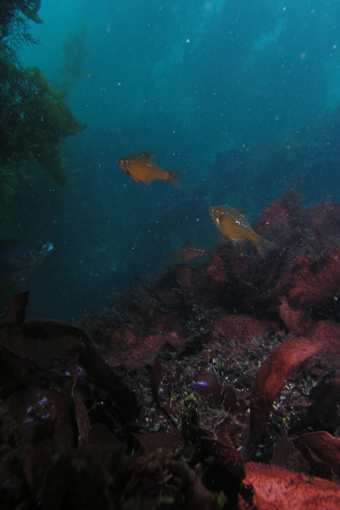 Kelp Surfperch