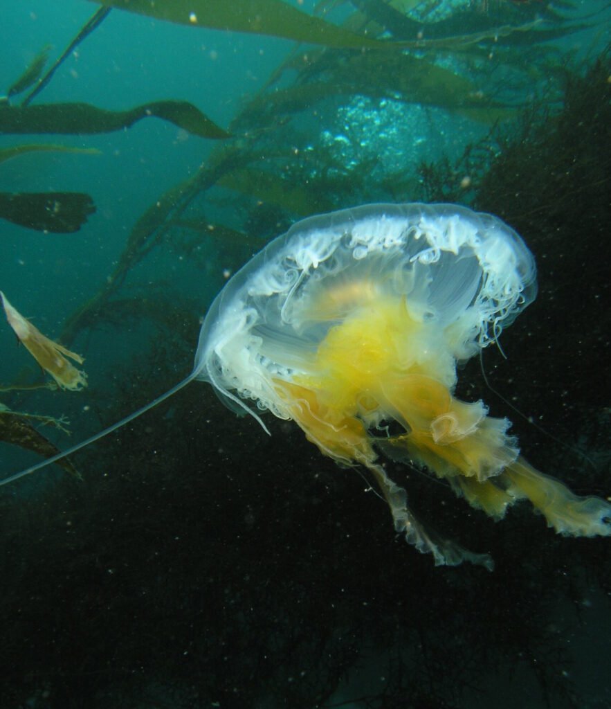 Egg Yolk Jelly