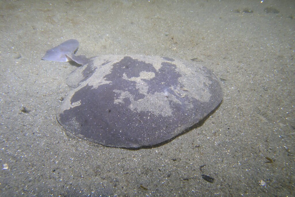 Pacific Electric Ray