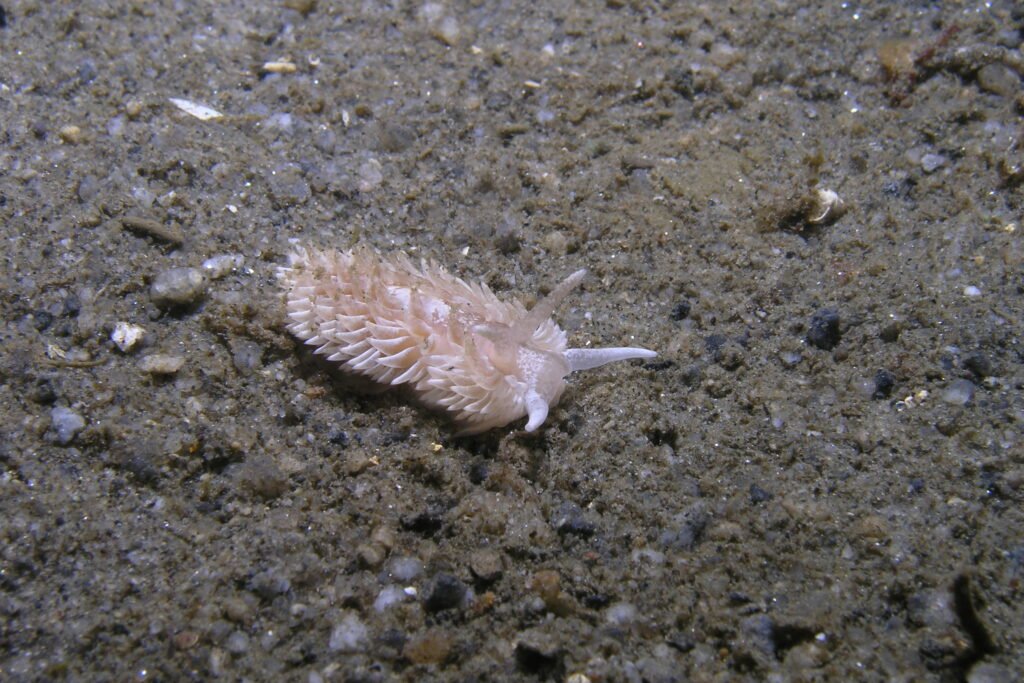 Grey Sea Slug