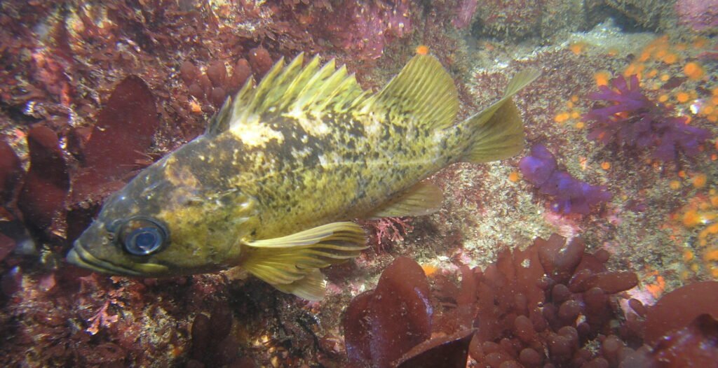 Kelp Rockfish