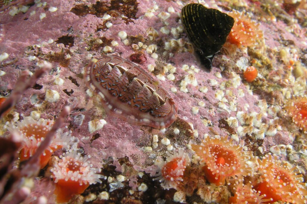 Blue Lined Chiton