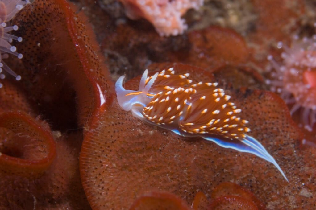 Opalescent Nudibranch