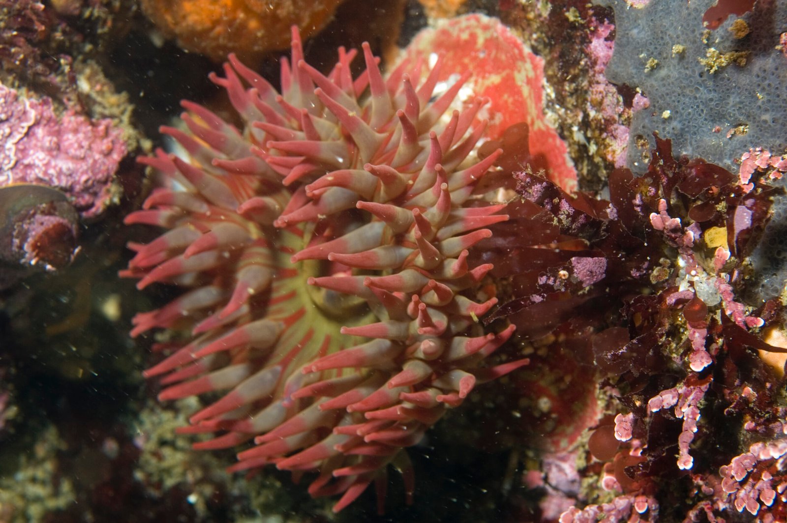 Painted Anemone - Monterey Scuba Board
