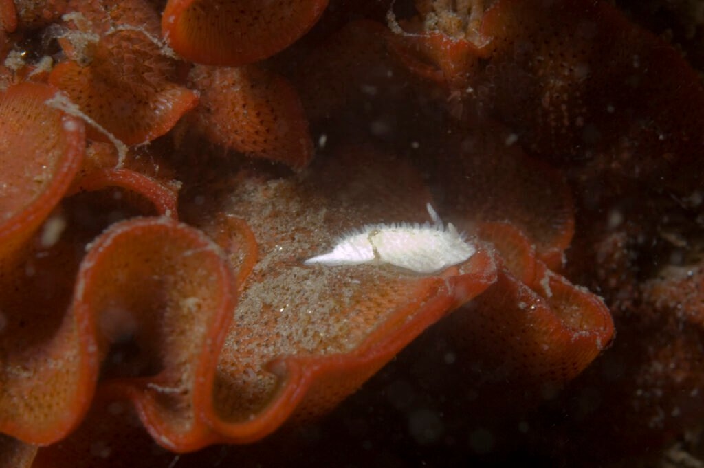 Ridge-tailed Dorid