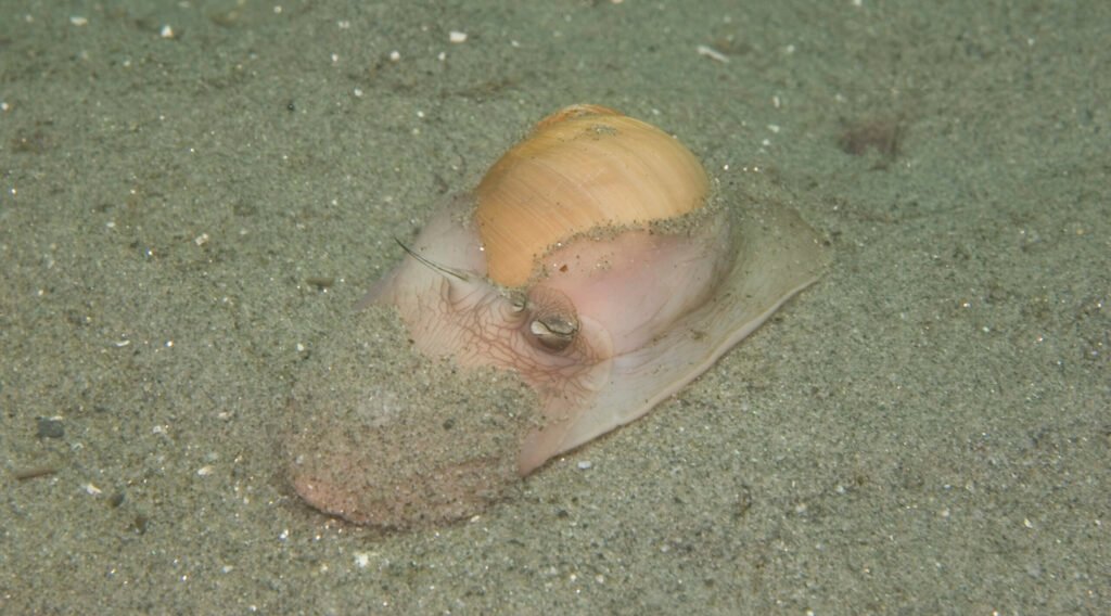 Lewis' Moon Snail