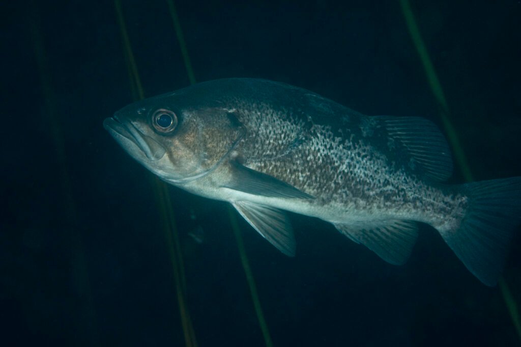 Black Rockfish