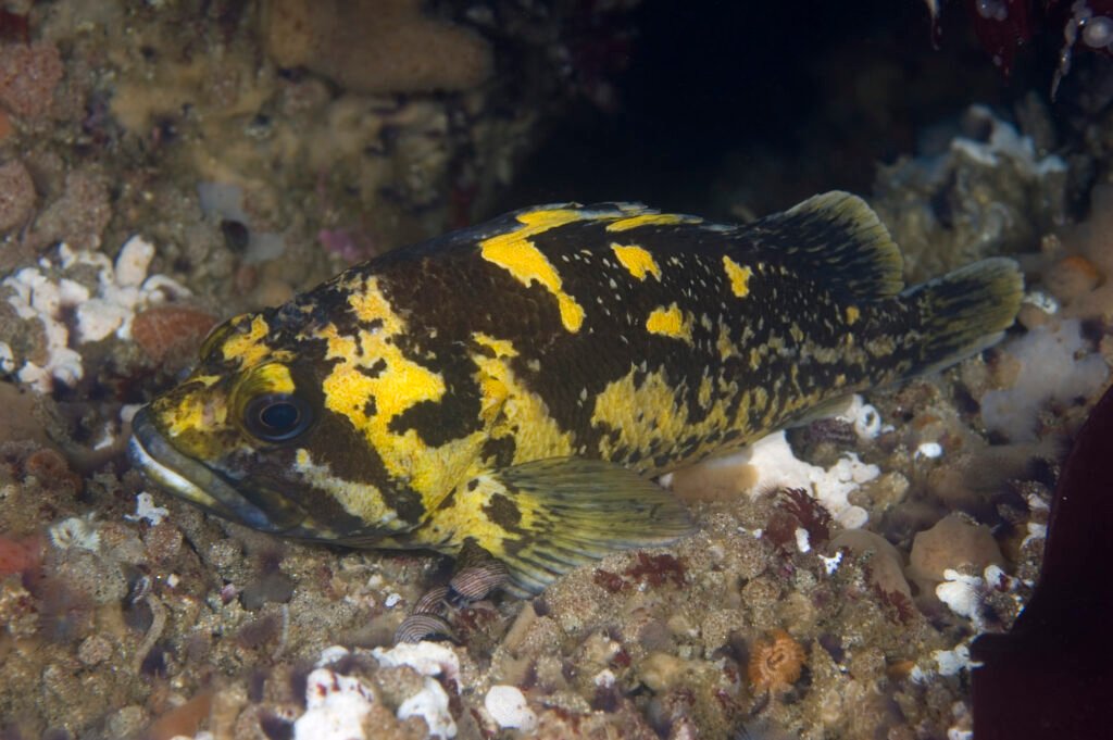 Black-and-Yellow Rockfish