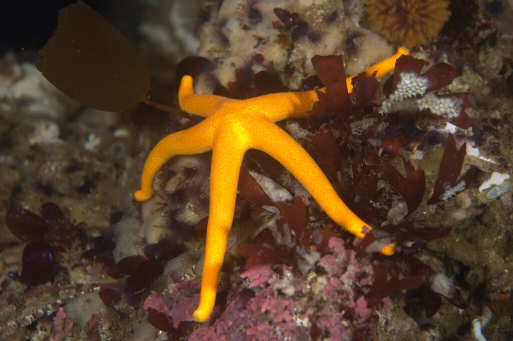 Pacific blood star