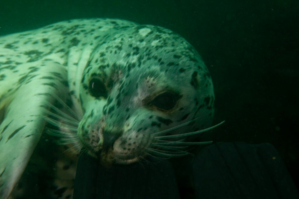 Pacific Harbor Seal - Monterey Scuba Board