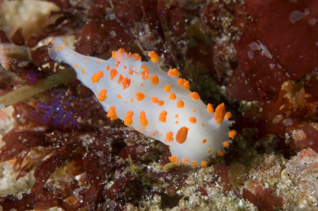 Clown Dorid