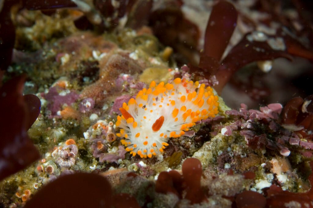 Cockerell's Dorid