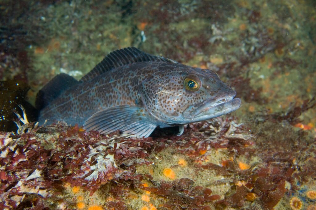 Lingcod