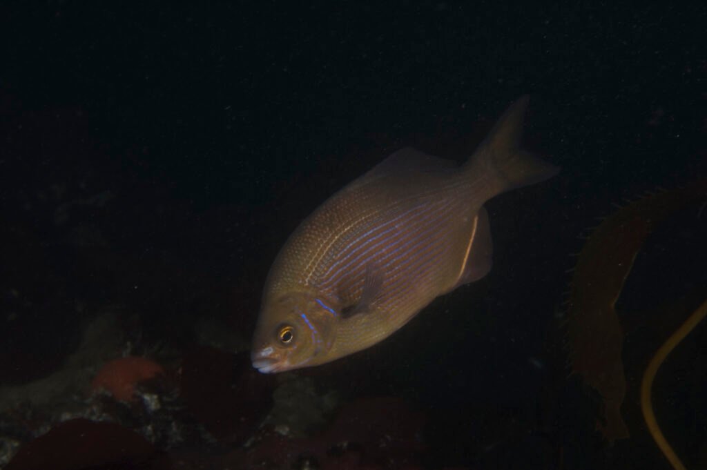 Striped Surfperch