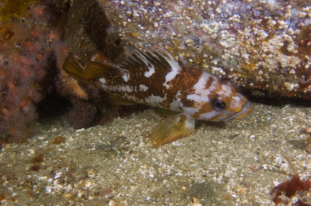 Copper Rockfish