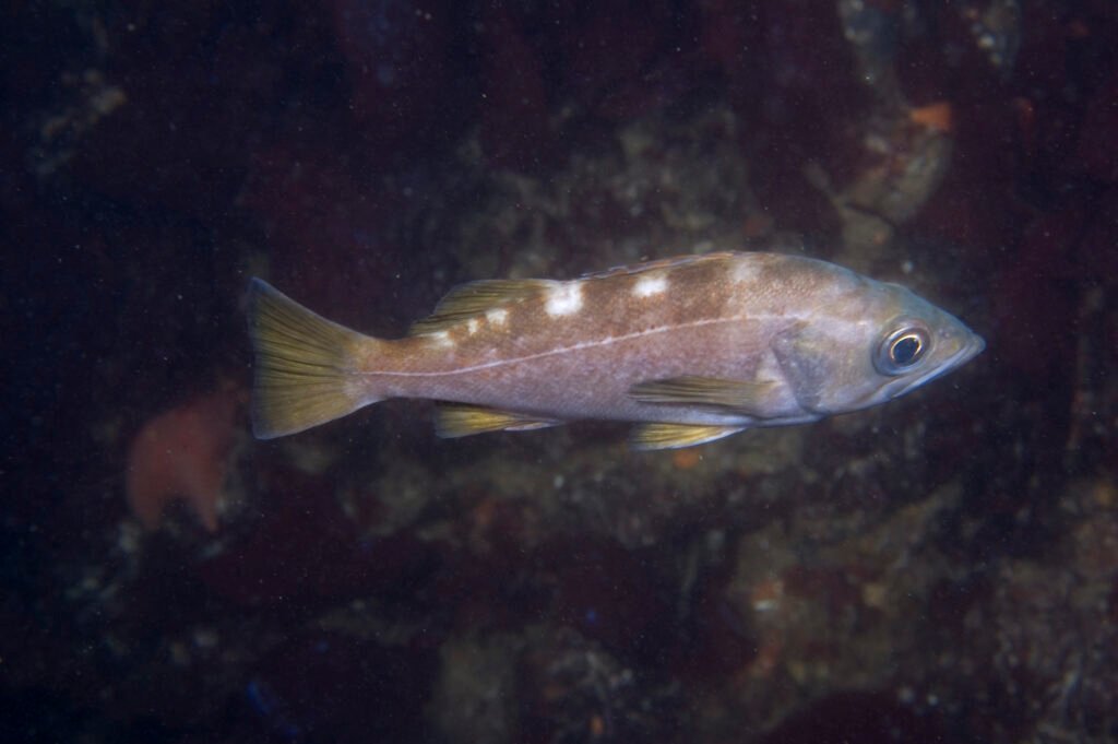 Yellowtail Rockfish - Monterey Scuba Board